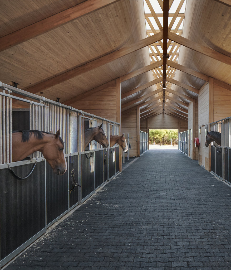 Matias Zegers, MSporthorses, 2017