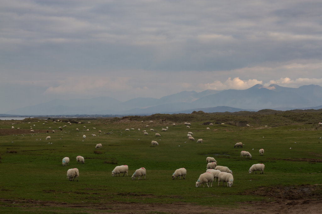 Sheep without a shepherd