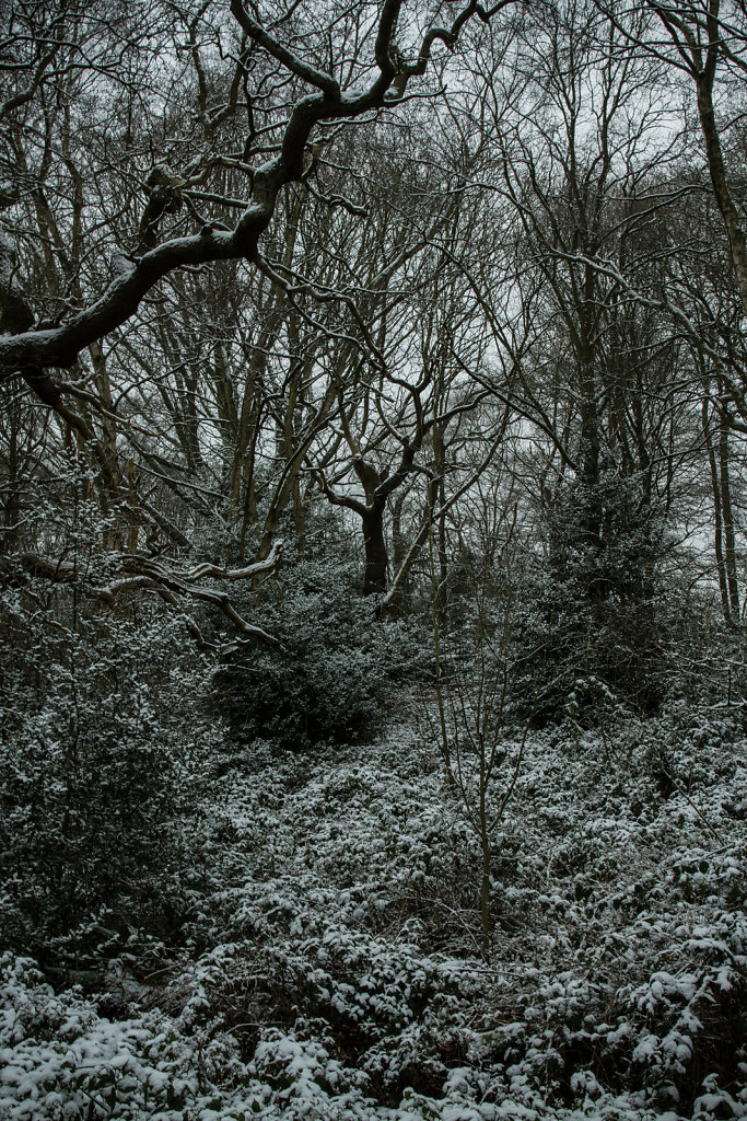 Hampstead Heath