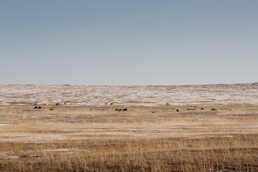 Gobi Desert, Mongolia