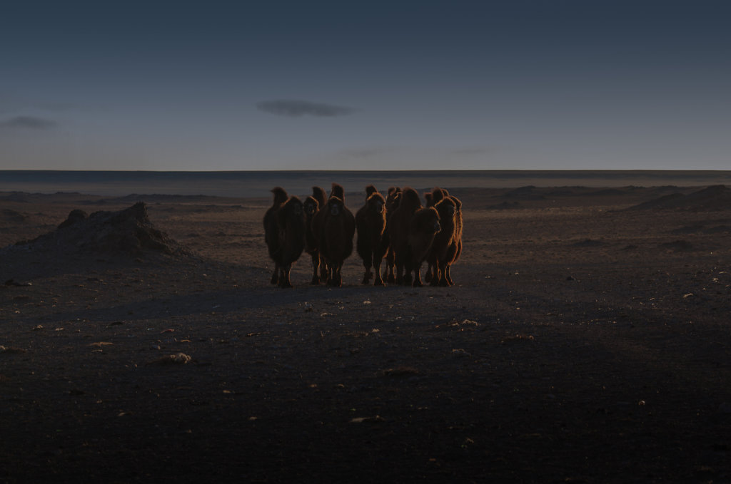 Gobi Desert, Mongolia