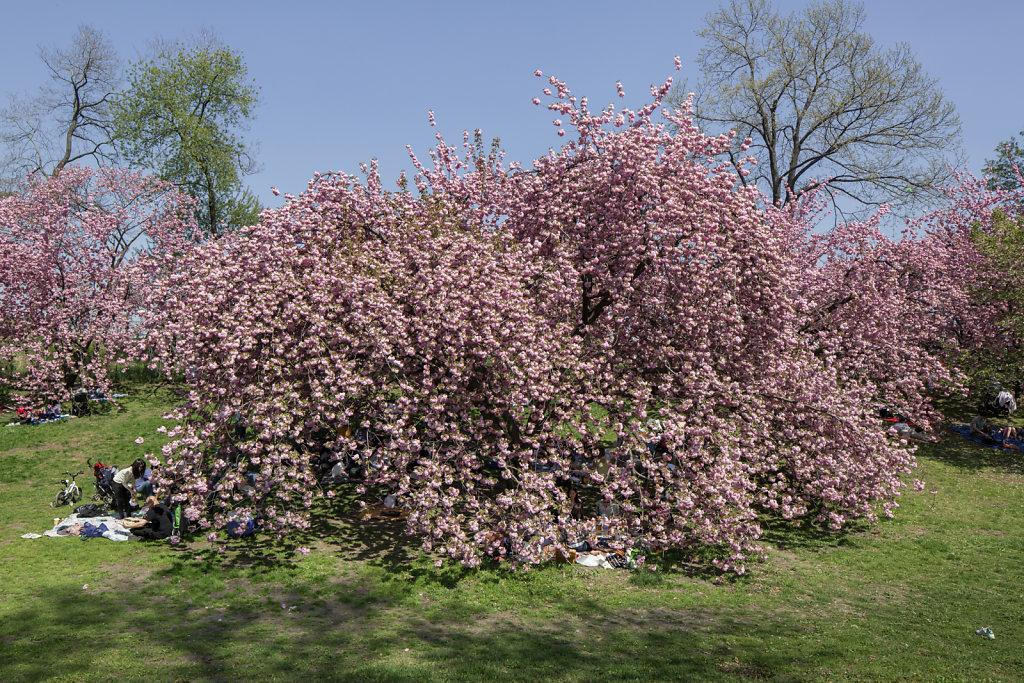 Central Park
